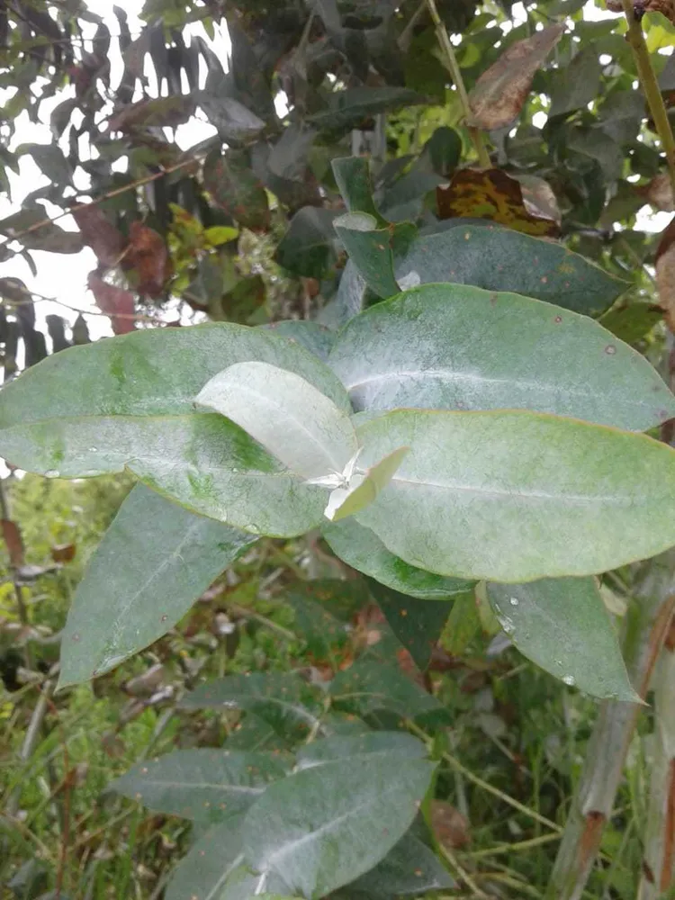 eucalyptus globulus plant showing characteristic features
