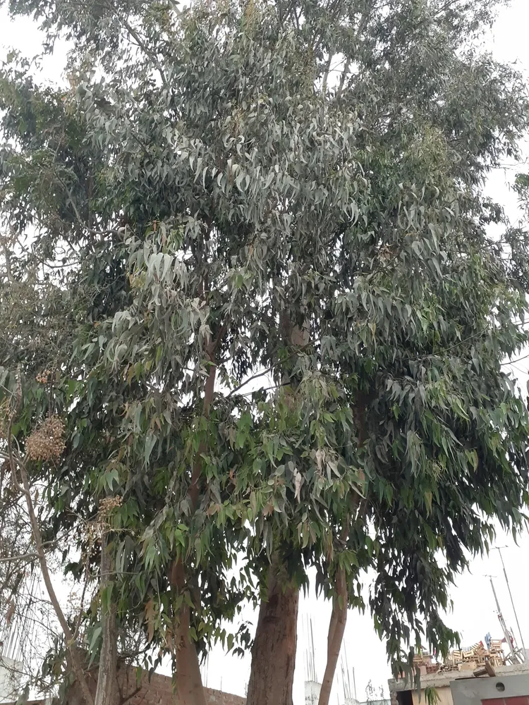 eucalyptus globulus plant showing characteristic features