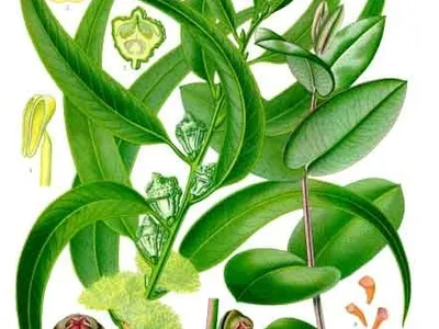 thumbnail eucalyptus globulus