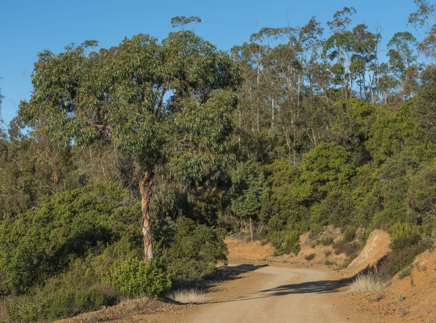 eucalyptus gunnii plant showing characteristic features