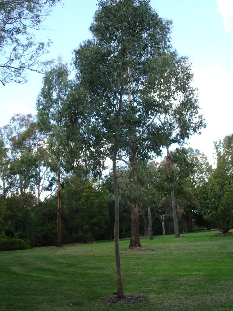 eucalyptus gunnii plant showing characteristic features