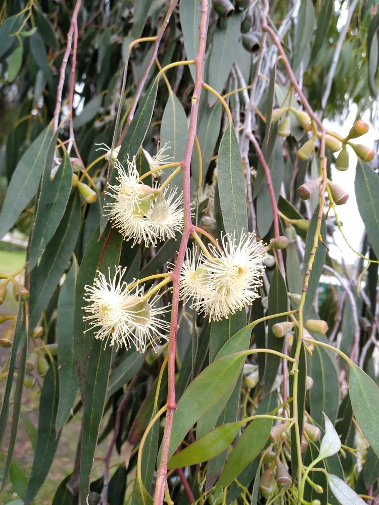 eucalyptus gunnii plant showing characteristic features