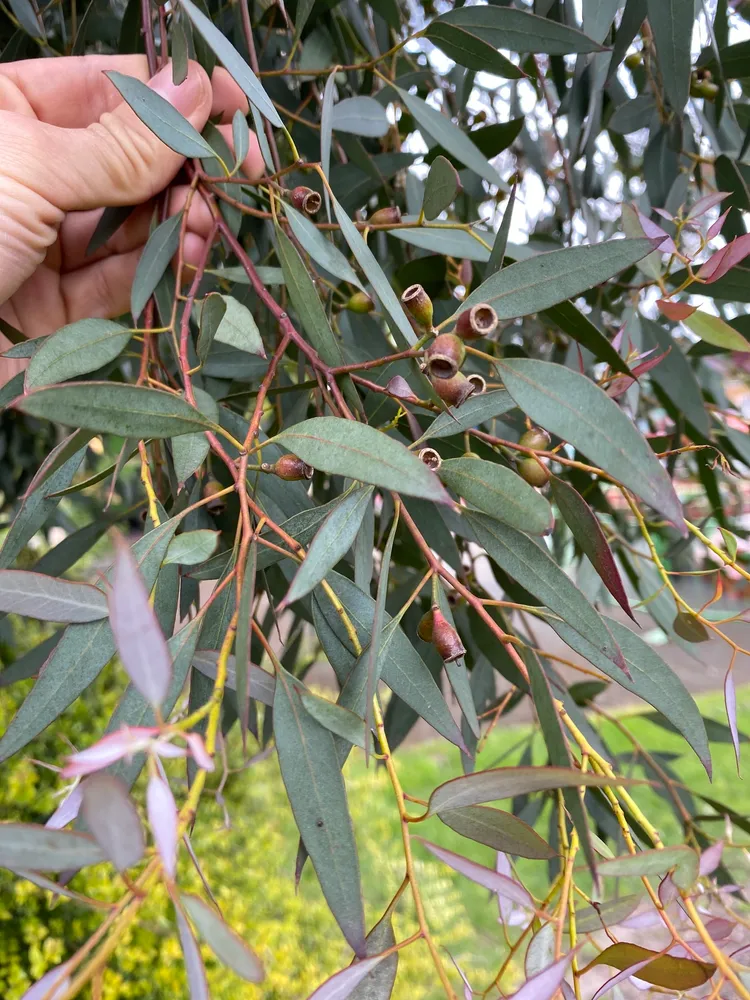 eucalyptus gunnii plant showing characteristic features
