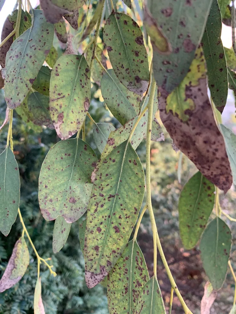 eucalyptus gunnii plant showing characteristic features