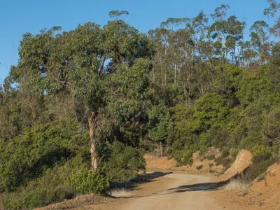 thumbnail eucalyptus gunnii