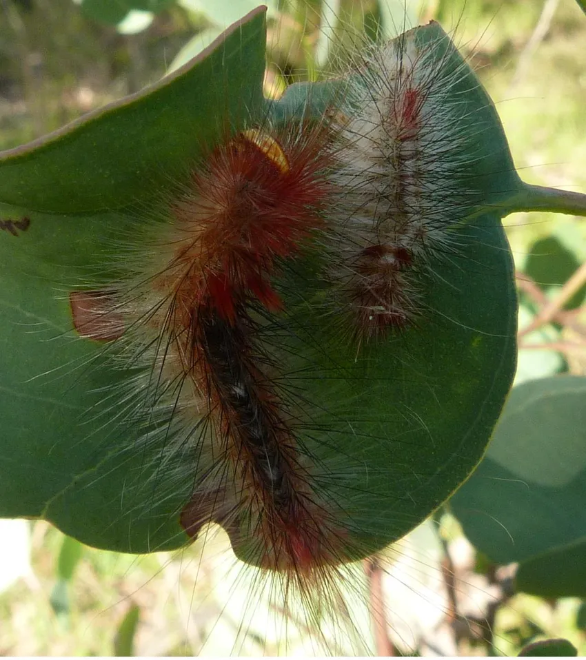 eucalyptus polyanthemos plant showing characteristic features
