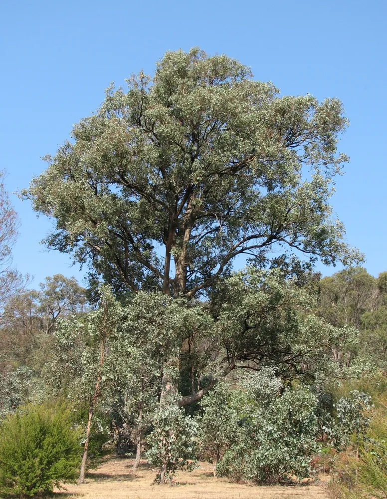 eucalyptus polyanthemos plant showing characteristic features