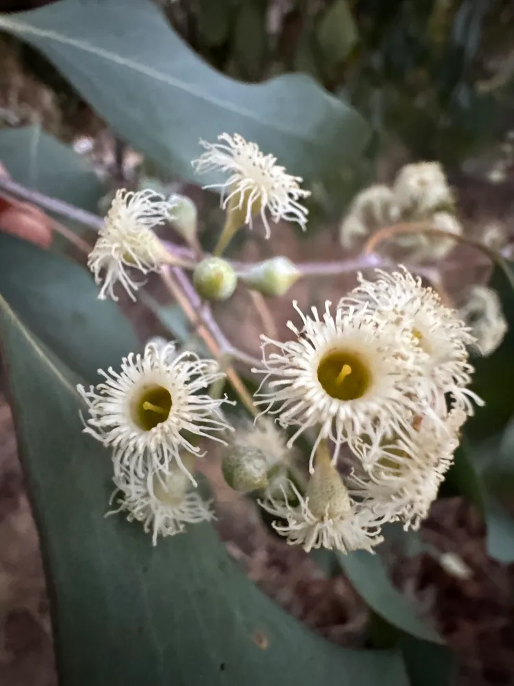 eucalyptus polyanthemos plant showing characteristic features
