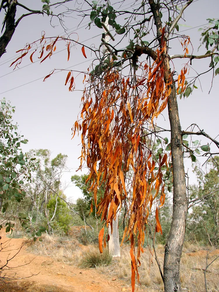 eucalyptus polyanthemos plant showing characteristic features