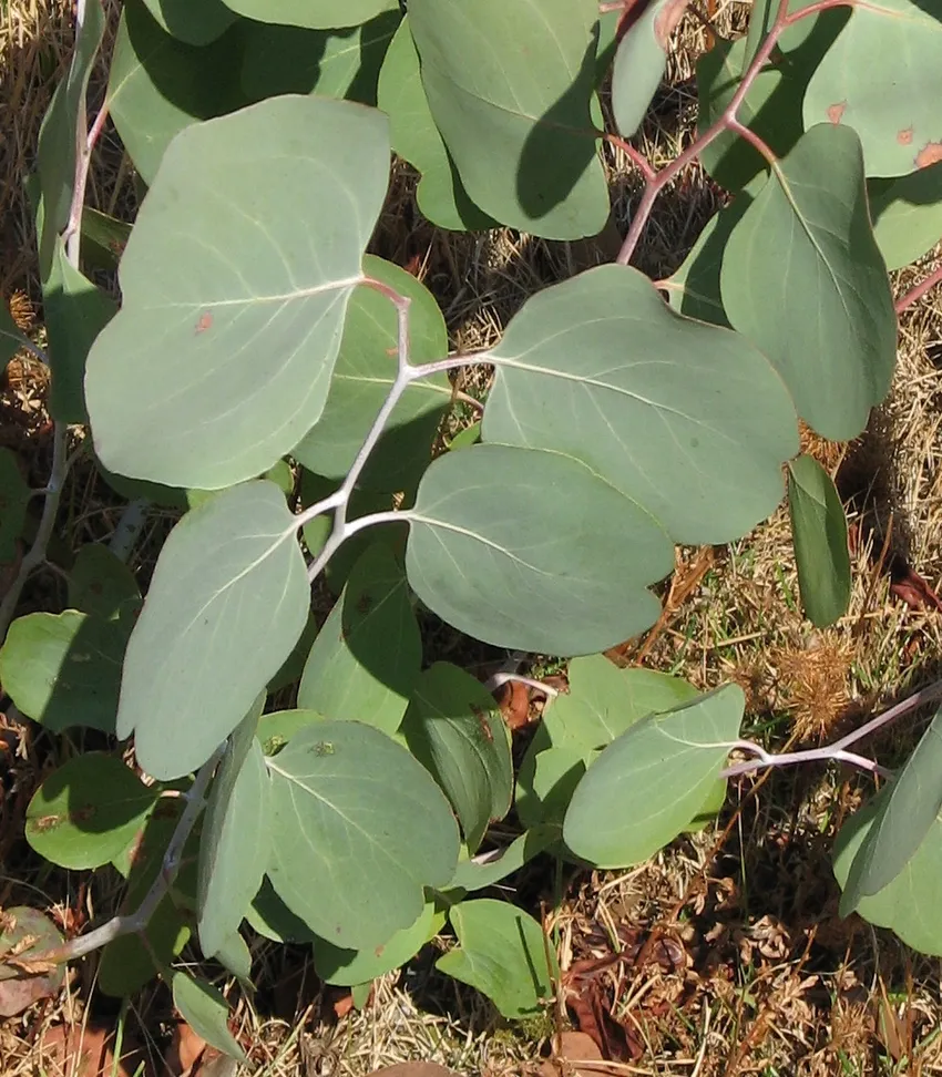 eucalyptus polyanthemos plant showing characteristic features