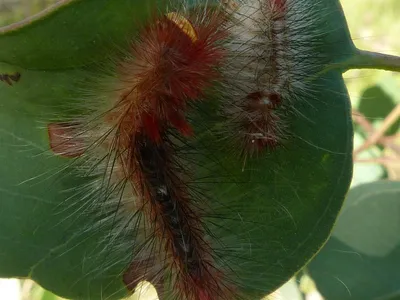 thumbnail eucalyptus polyanthemos