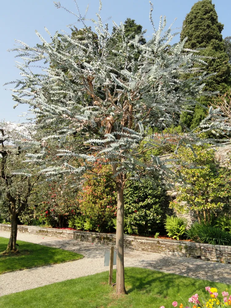 eucalyptus pulverulenta plant showing characteristic features