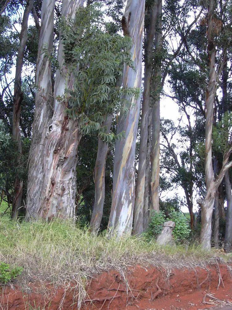 eucalyptus pulverulenta plant showing characteristic features