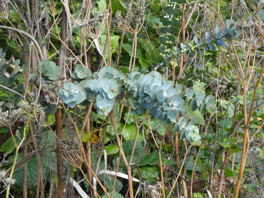 eucalyptus pulverulenta plant showing characteristic features
