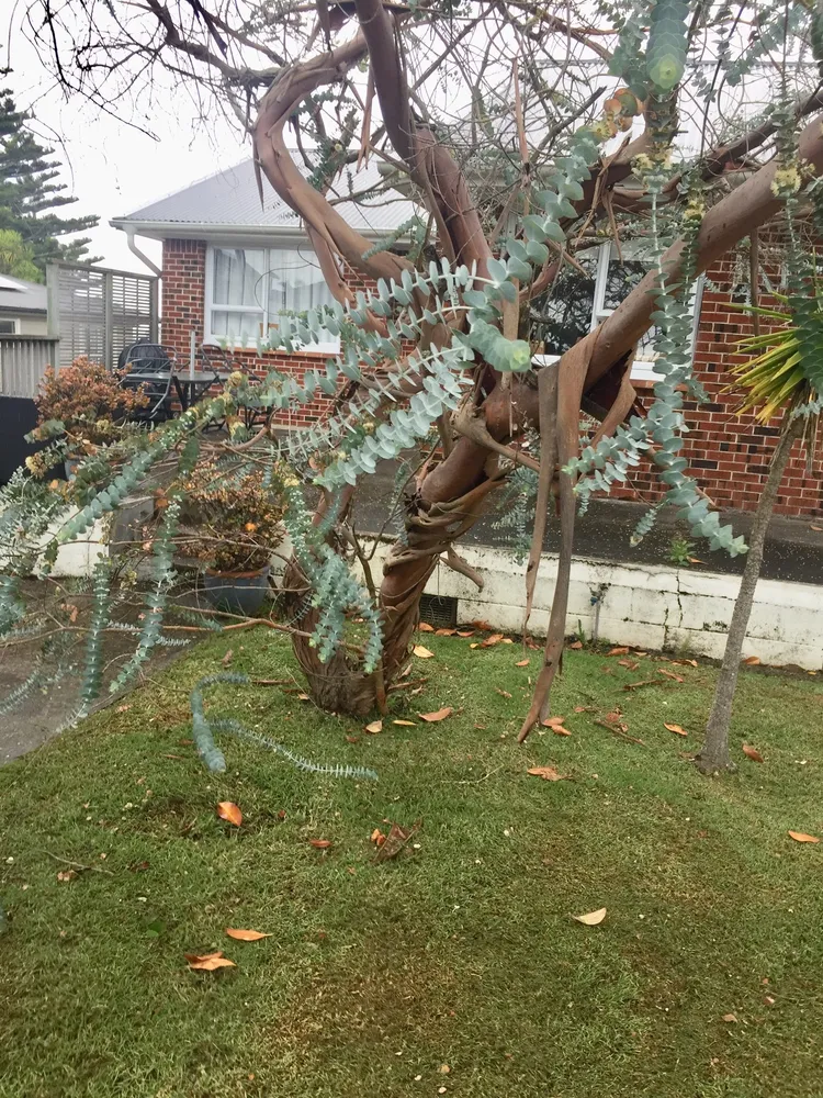 eucalyptus pulverulenta plant showing characteristic features