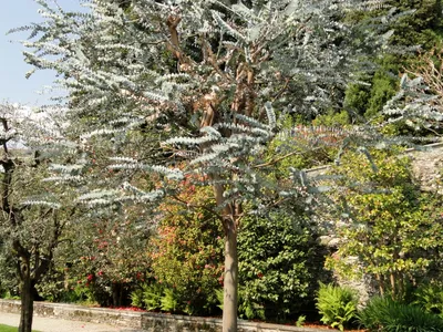 thumbnail eucalyptus pulverulenta