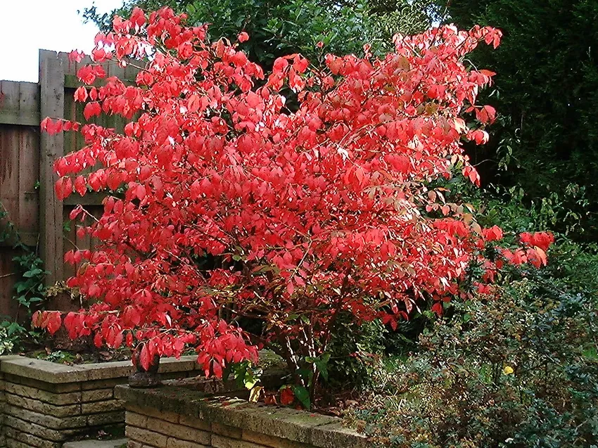 Plante euonymus alatus montrant ses caractéristiques typiques