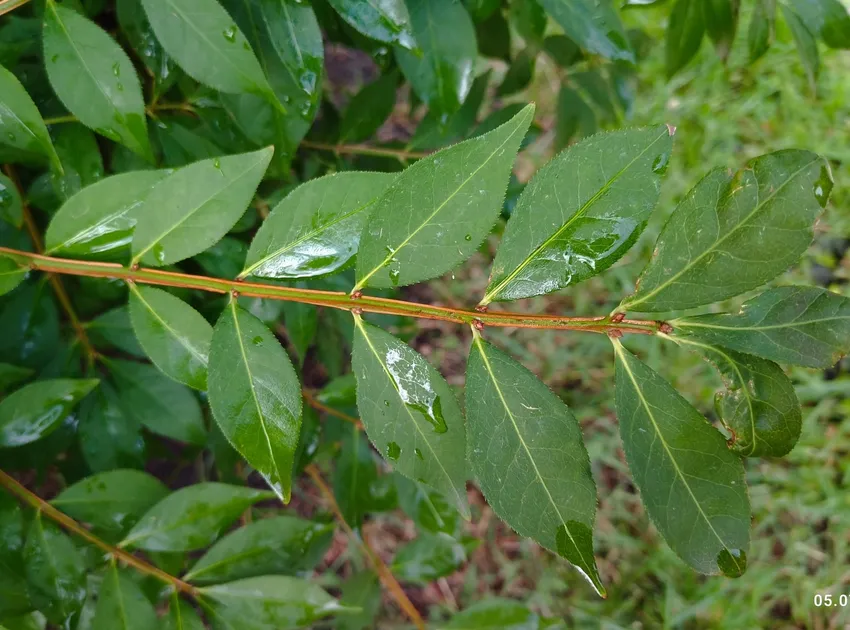 Plante euonymus alatus montrant ses caractéristiques typiques