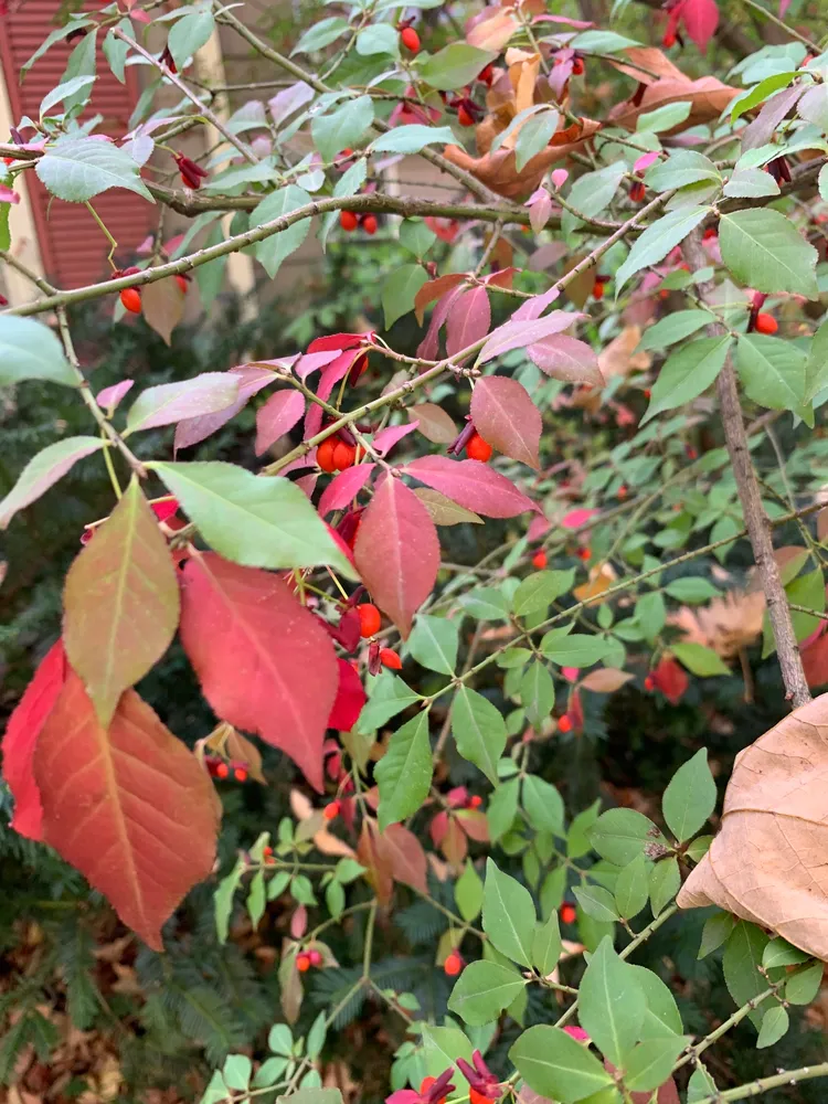 Plante euonymus alatus montrant ses caractéristiques typiques
