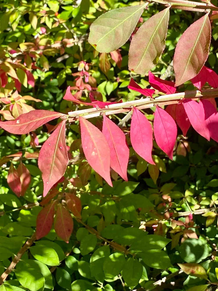 Plante euonymus alatus montrant ses caractéristiques typiques