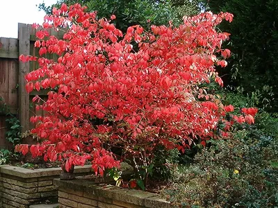 Image miniature euonymus alatus
