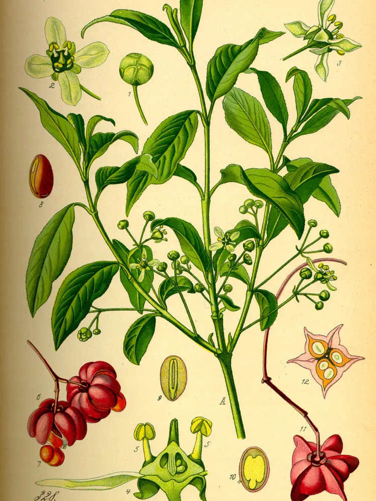 Plante euonymus europaeus montrant ses caractéristiques typiques