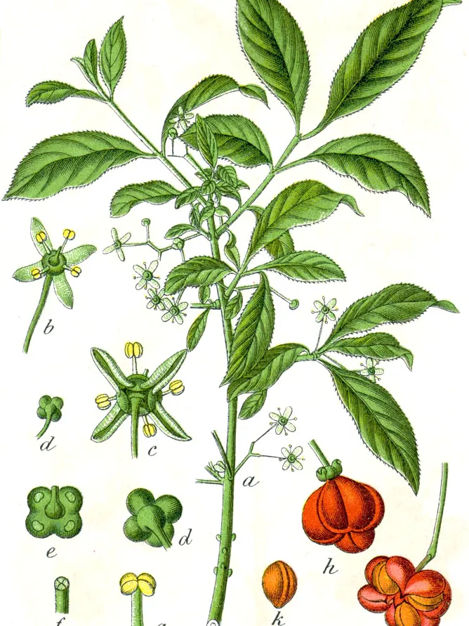 Plante euonymus europaeus montrant ses caractéristiques typiques