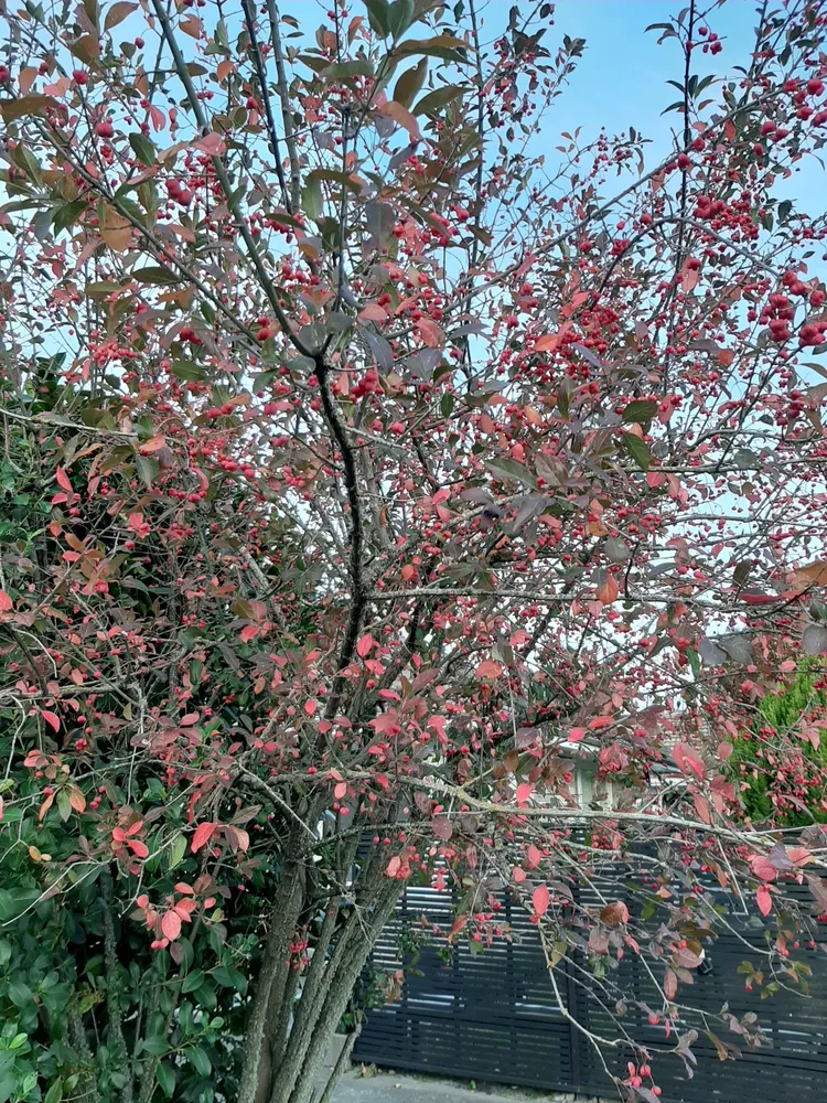Plante euonymus europaeus montrant ses caractéristiques typiques