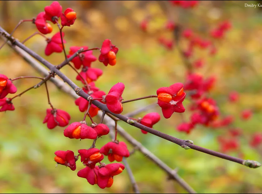 Plante euonymus europaeus montrant ses caractéristiques typiques
