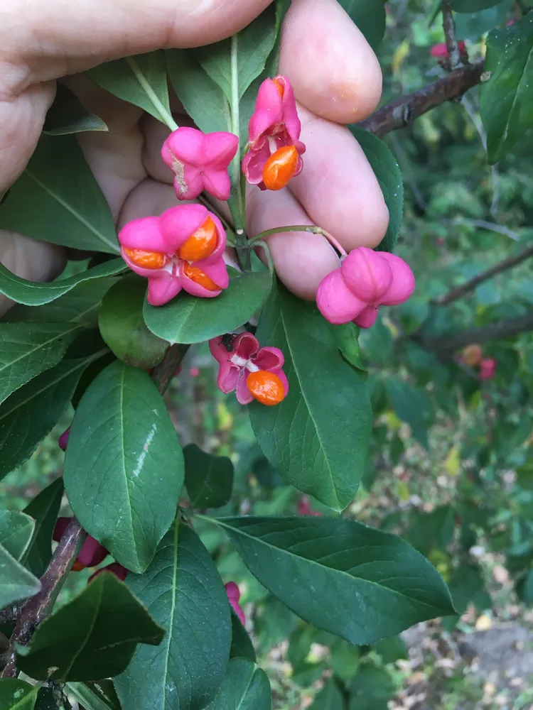 Plante euonymus europaeus montrant ses caractéristiques typiques