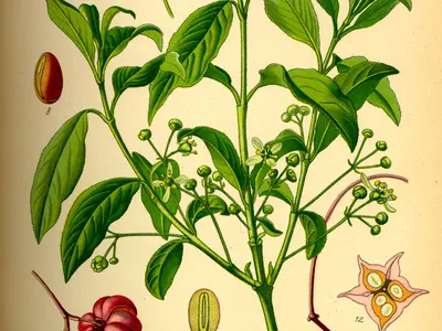 Image miniature euonymus europaeus