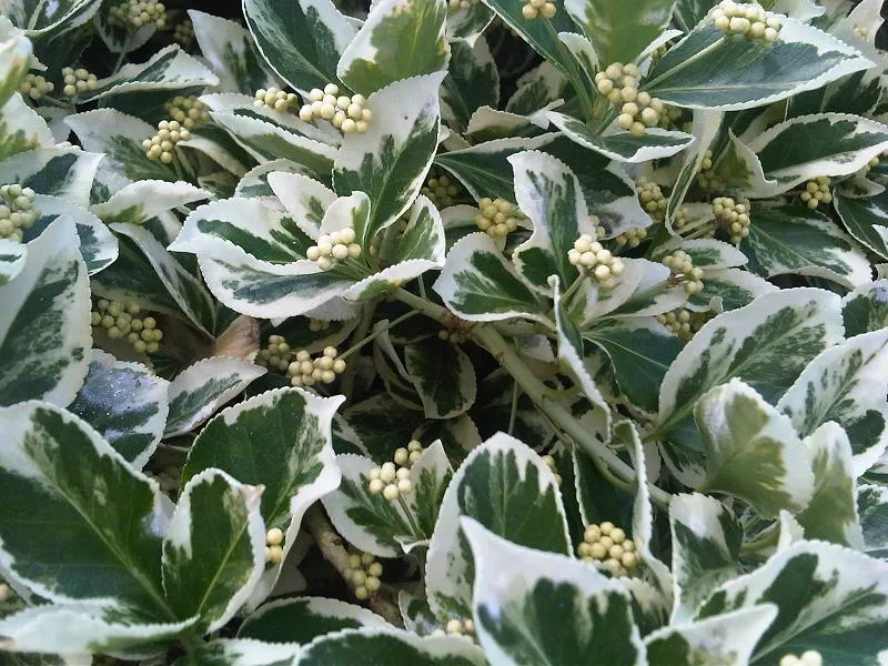 Plante euonymus fortunei montrant ses caractéristiques typiques