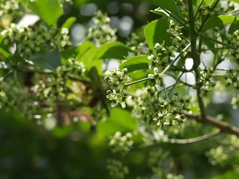 Plante euonymus hamiltonianus montrant ses caractéristiques typiques