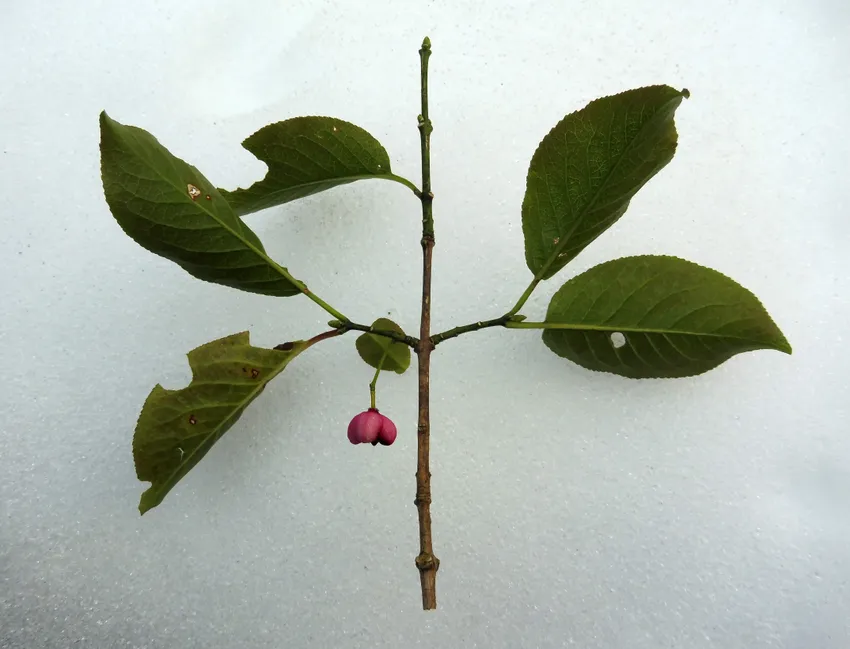 Plante euonymus hamiltonianus montrant ses caractéristiques typiques