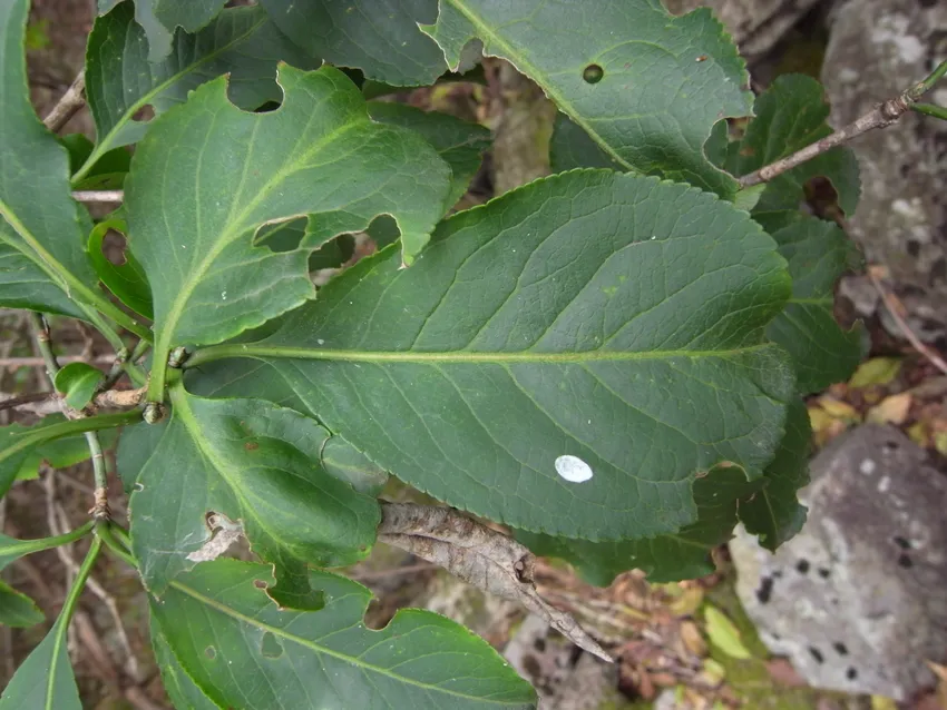 Plante euonymus hamiltonianus montrant ses caractéristiques typiques