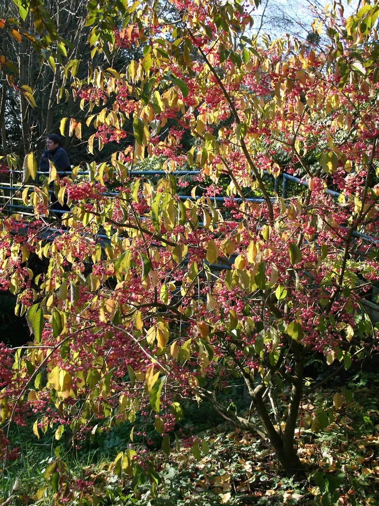 Plante euonymus hamiltonianus montrant ses caractéristiques typiques