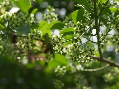 Image miniature euonymus hamiltonianus