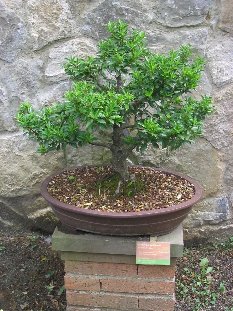 Plante euonymus japonicus montrant ses caractéristiques typiques