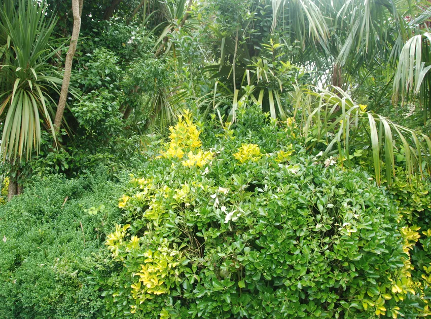 Plante euonymus japonicus montrant ses caractéristiques typiques