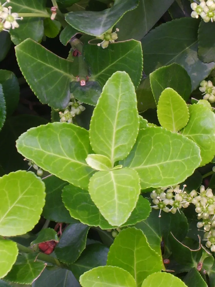 Plante euonymus japonicus montrant ses caractéristiques typiques
