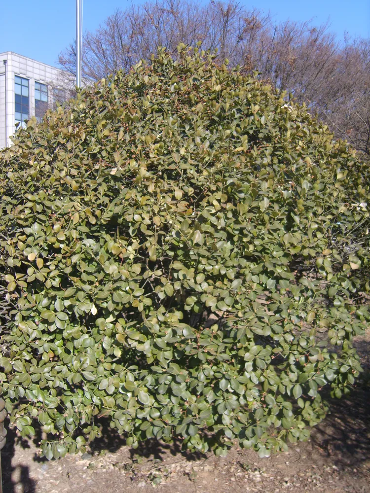 Plante euonymus japonicus montrant ses caractéristiques typiques
