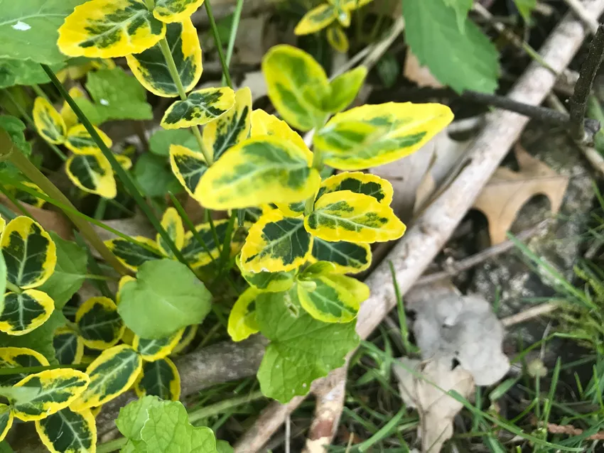 Plante euonymus japonicus montrant ses caractéristiques typiques