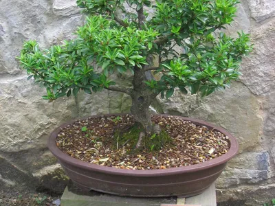 Image miniature euonymus japonicus