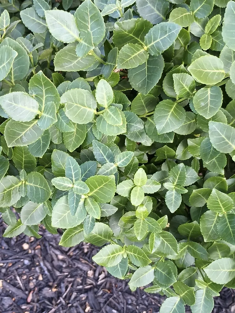 Plante euonymus kiautschovicus montrant ses caractéristiques typiques