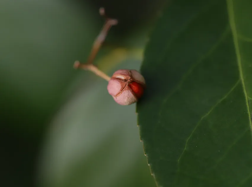 Plante euonymus kiautschovicus montrant ses caractéristiques typiques