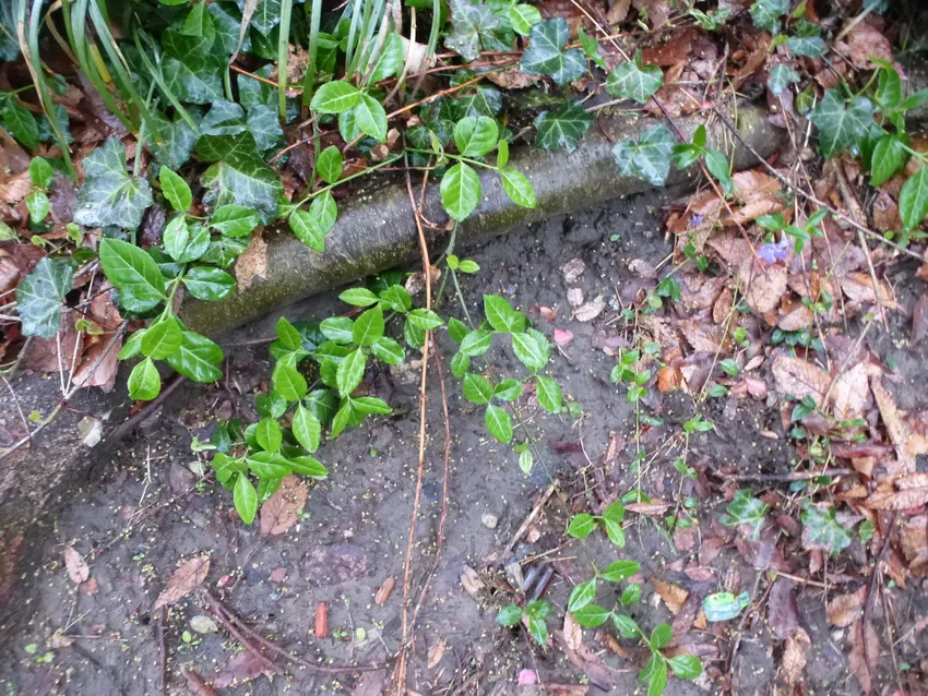 Plante euonymus kiautschovicus montrant ses caractéristiques typiques