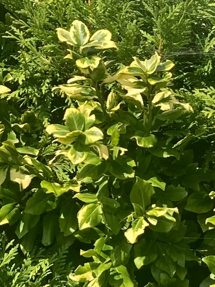 Plante euonymus kiautschovicus montrant ses caractéristiques typiques