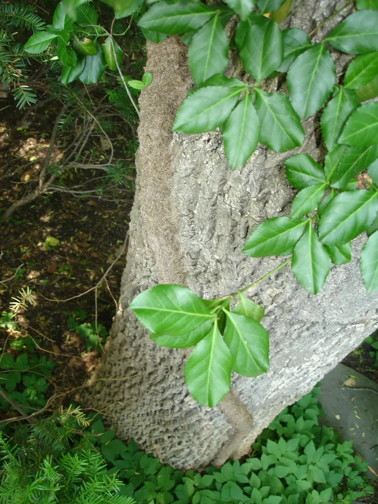 Plante euonymus kiautschovicus montrant ses caractéristiques typiques