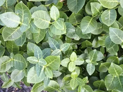 Image miniature euonymus kiautschovicus