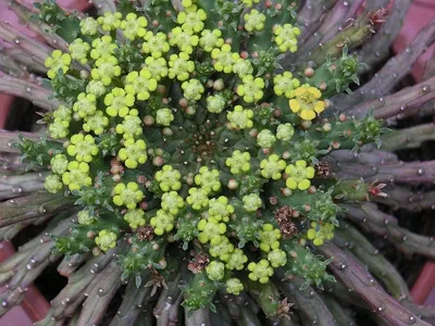 Image miniature euphorbia flanaganii
